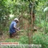 Certified Organic Ceylon Cinnamon Sticks